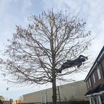 Tree surgery services in West Berkshire