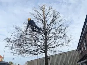 Tree pruning and maintance contractors in Berkshire